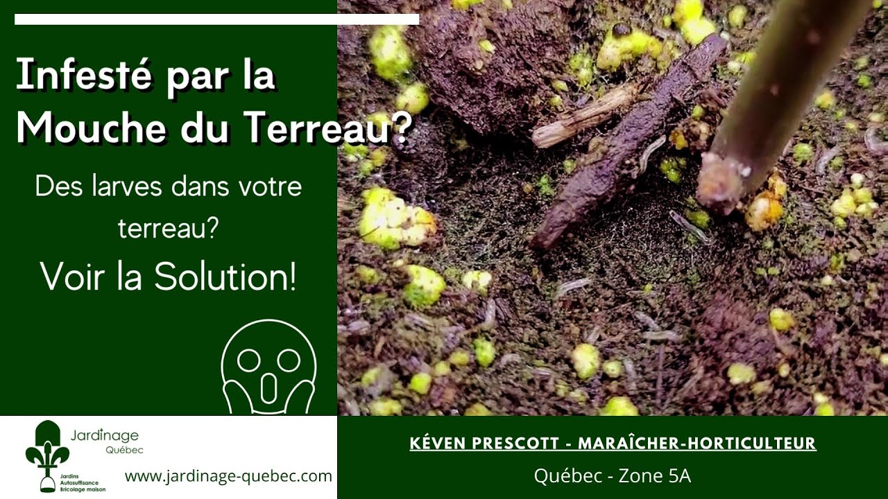 LARVE DE LA MOUCHE DU TERREAU - LA SOLUTION 