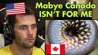 American Reacts to WEIRD Animals Only Found in Canada