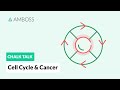 Cell Cycle Dynamics and Cancer Development