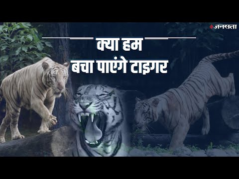 International Tiger Day 2019: जानें कैसी है विश्व में टाइगर की स्थिति