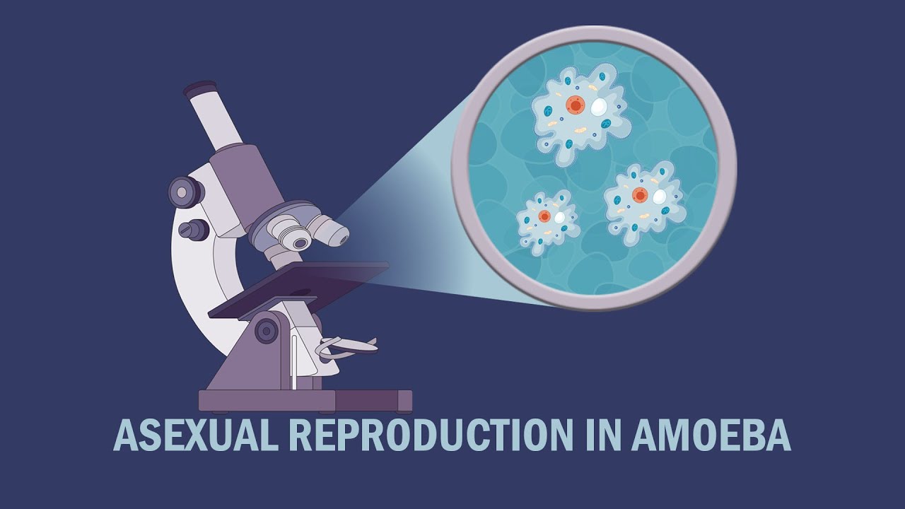 Asexual reproduction in Amoeba YouTube