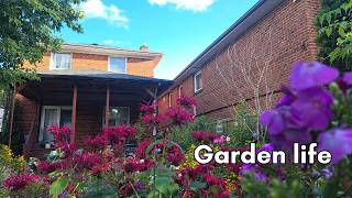 Welcome to My City Garden Life | Peaceful Gardening Routines