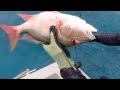 Hunting for food in Quarantine | Mutton Snapper Catch