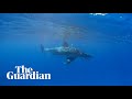 Great white shark calmly swims by snorkeller off Great Barrier Reef