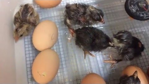 Hatching Chicks and Introducing Chickens into the Brooder