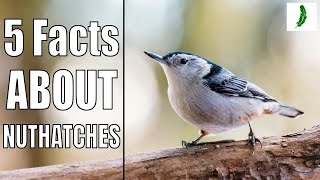 Five Facts You Probably Didn't Know About Nuthatches