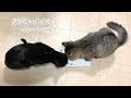 【猫】山で拾った猫 るなこ成長記録 先住猫ジジ子と会って55~70日まで