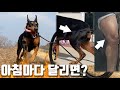 강아지랑 매일 운동하며 생긴 변화💪 도베르만 뜀박질ASMR