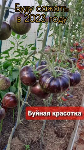Особливості вирощування томата золотий Алатау