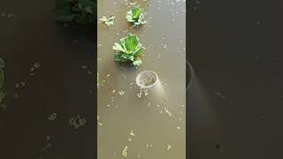 Прополка рыбных прудов#Природные средства