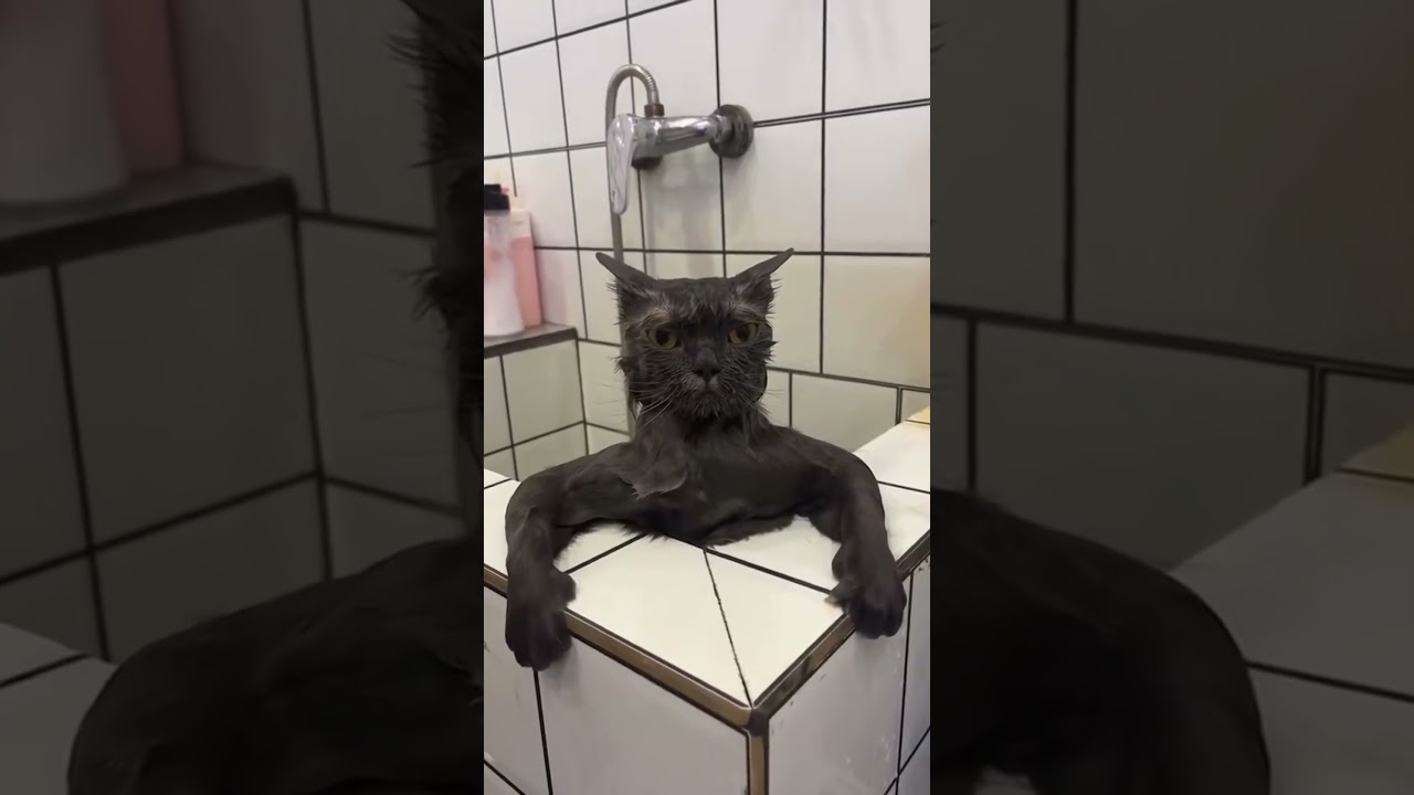 The Eyes Chico 😻👀