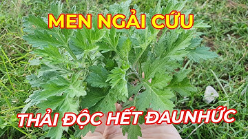 HÚT HẾT DỊCH KHỚP GỐI HẾT ĐAU NHỨC, THẢI ĐỘC CHO CƠ THỂ VỚI MEN NGẢI CỨU.