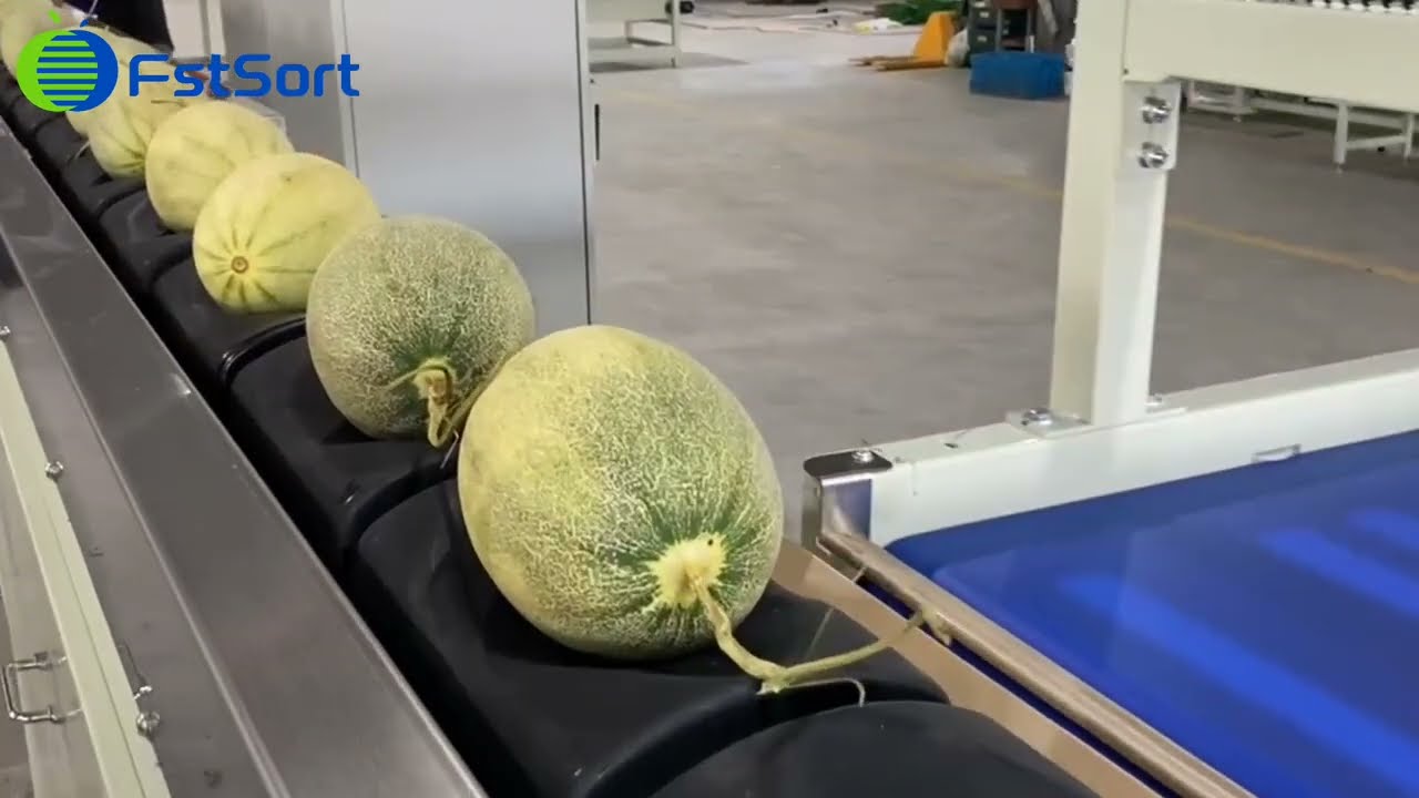 FstSort Hami melon pomelo grapefruit coconut weight sorting machine fruit processing line
