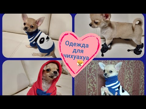 Одежда для чихуахуа🐶/Распаковка посылок с AliExpress/Одежда для собак🐕