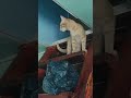 Котик Вася 🐱