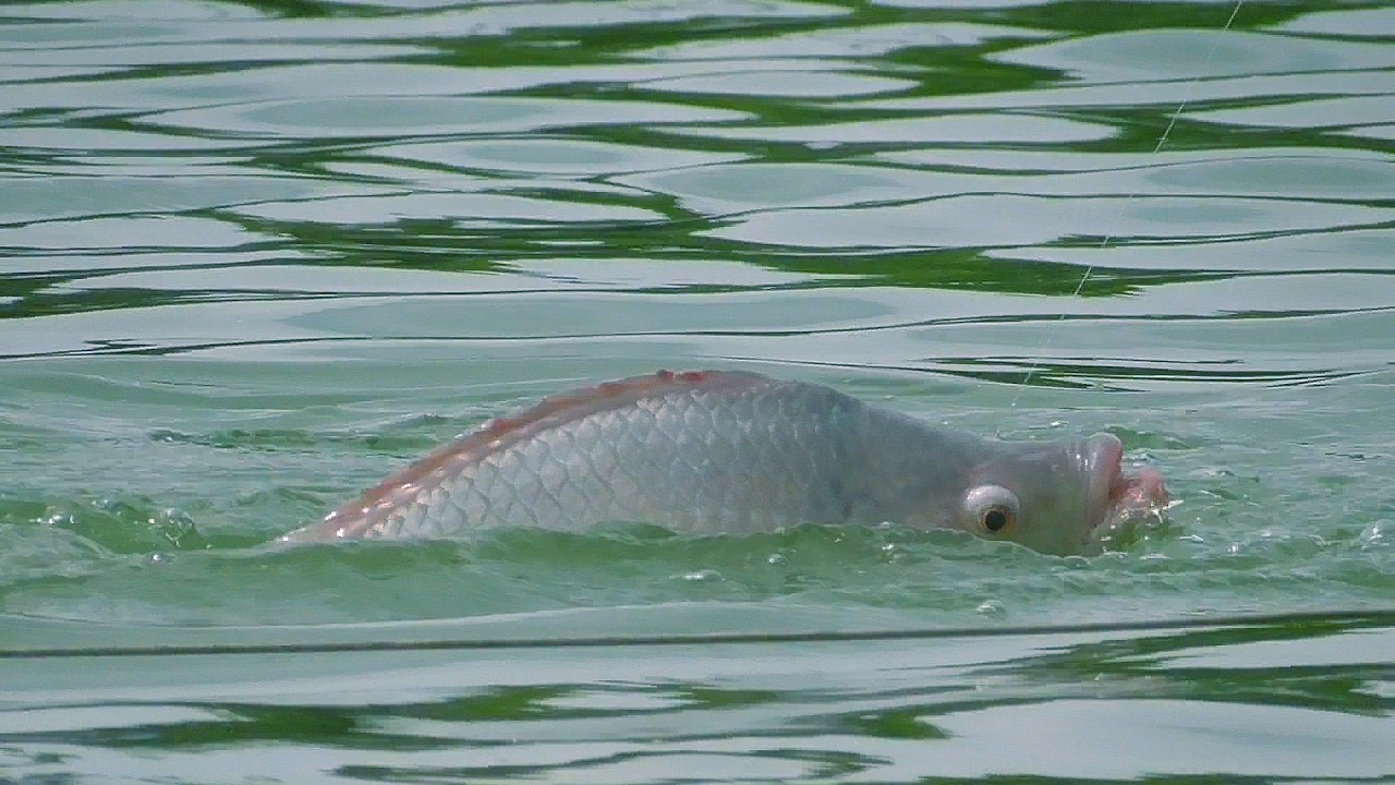 Bí Quyết Chọn Vị Trí Câu Cá Rô Phi Tại Hồ Dịch Vụ CHUẨN XÁC