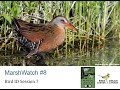 MarshWatch 2024 Webinar 8 Bird ID Session 7 MarshWatch 2024 Webinar 8 Bird ID Session 7