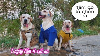 1 ngày tắm 4 cái ao, cạn lời với Kim Chi và Cà Rốt | Labrador dogs love to swim