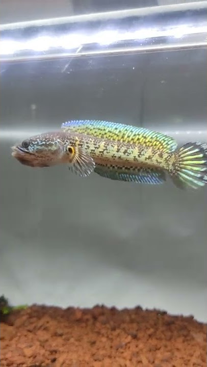 Channa Auranti Baby | Ikan Kaya Gini Jadi Murah??