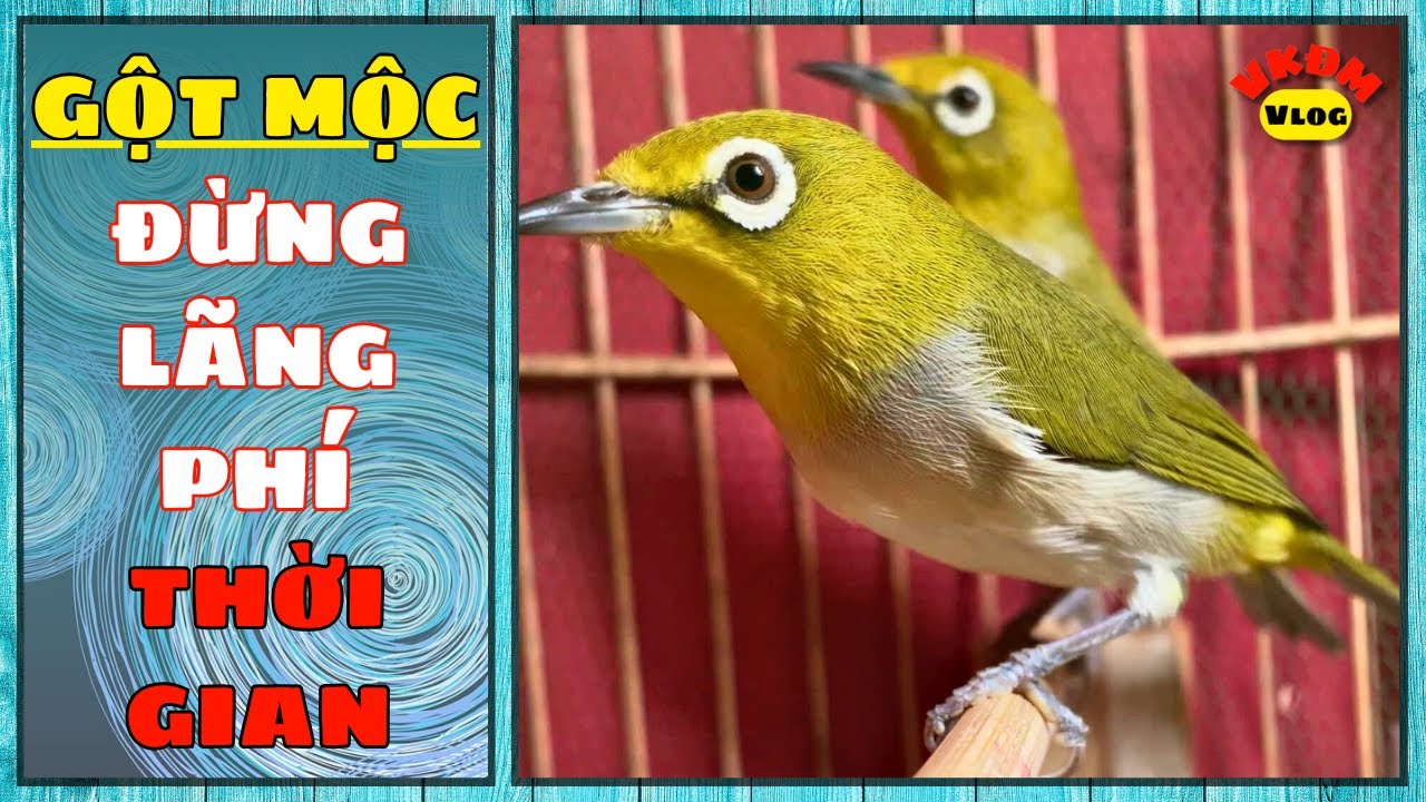 Gột mộc ! Đừng lãng phí thời gian | VKĐM