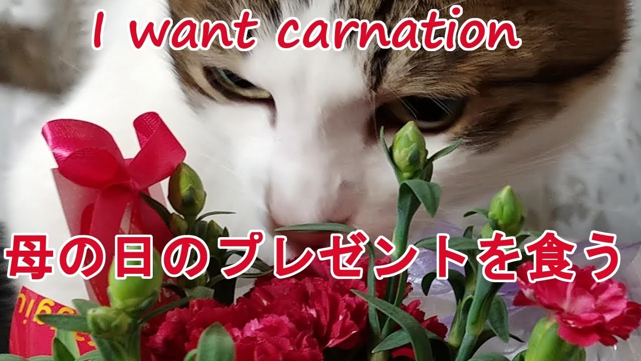 【猫動画】母の日のプレゼントを食べる猫！Cat eating carnation YouTube