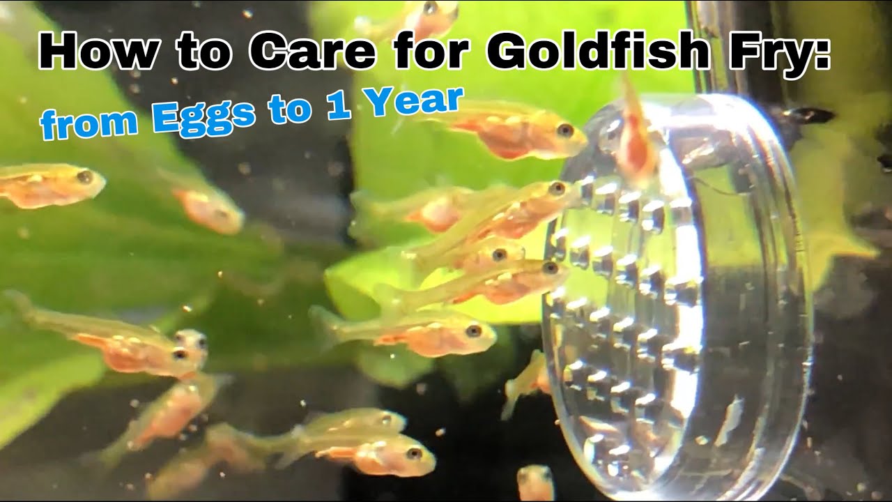 Pregnant Goldfish: Signs Of Breeding And Complete Care Details - Badman's  Tropical Fish