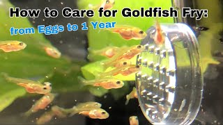 How to care for Goldfish Fry: from Eggs to 1 Year