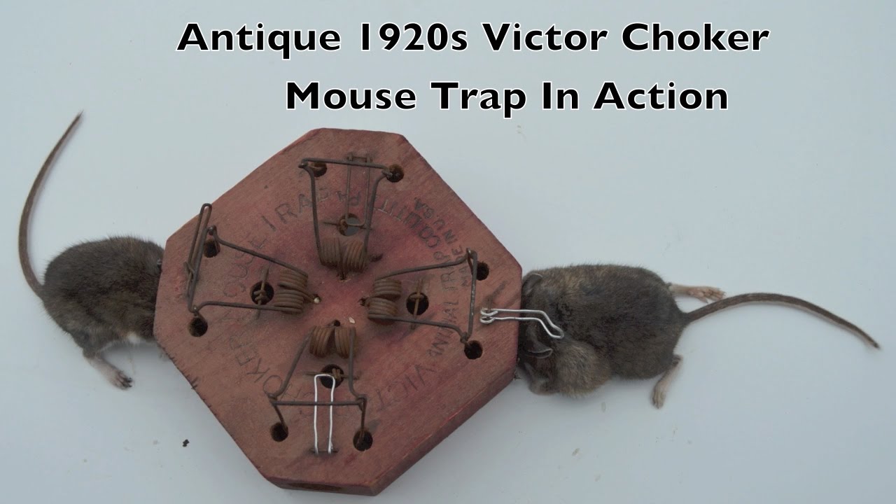 Rodent 12  M150 Victor Original Snap Spring Wooden  Mouse Trap 