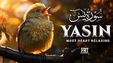 Surah Yaseen (Yasin) سورة يس | Ultimate Relaxing Quran Will Touch Your Heart إن شاء الله #surahyasin