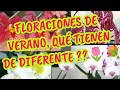 FLORACIONES DE VERANO, QUÉ TIENEN DE DIFERENTE??🌷💐