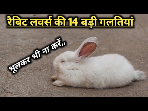 रैबिट लवर्स हो तो अपने खरगोश के साथ ही गलतियां कभी मत करना,,,