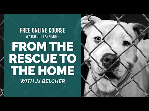 Reintroducing Dogs After a Fight with JJ Belcher
