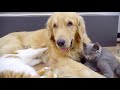 ゴールデンレトリバー犬に育てられた2匹の子猫・自分を完全に犬だと思い込んだ姿がかわいすぎる