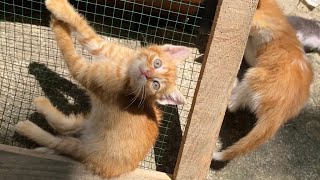 Incredibly beautiful Kittens living on the street.