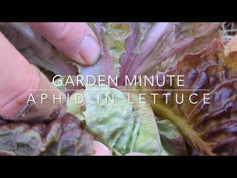 Video: Co jsou mšice salátové: Přečtěte si o kontrole mšic hlávkového salátu