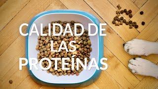 PROTEÍNAS PARA PERROS &amp; GATOS - Curso alimentación #2