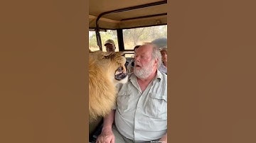 When a Lion Gets Too Close on Safari 😨🦁 | Shocking Wild Moment