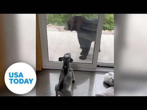 WATCH: Schnauzer won't back down from black bear at Minnesota home | USA TODAY