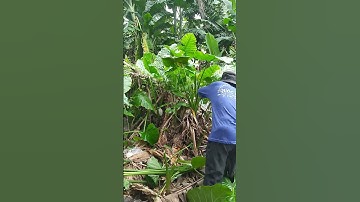 QUÁ MỪNG NGAY ĐÁM. BẠC HÀ NÚI QUÁ NHIỀU.