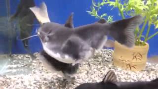 Cat Fish Swallows Another Fish The Same Size