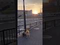 夕焼けこやけ #newmusic #dog #doggie #柴犬 #パグ #shibainu #pug #walking #お散歩 #cutedog #healing #癒し #routines