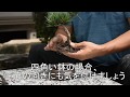 植え替えの仕方　ミニ盆栽・小品盆栽を植え替える方法  盆栽初心者お手入れ講座