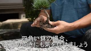 植え替えの仕方　ミニ盆栽・小品盆栽を植え替える方法  盆栽初心者お手入れ講座