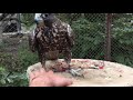 Алтайский балобан (Хела)Altai Saker Falcon (Hela)阿爾泰·薩克獵鷹（Hela）
