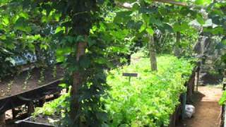 Huerta escolar, invernadero organico