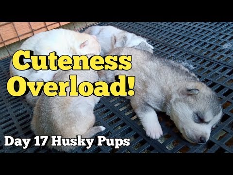 Siberian Husky Puppies | Wooly to Standard Coat Parents