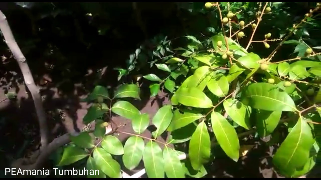  Pohon cangkokan  kelengkeng masih kecil sudah berbuah YouTube