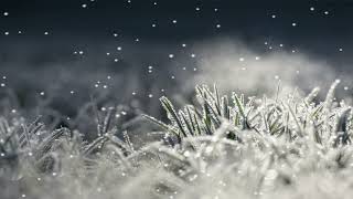 Snow 4k | Nature | No Copyright Video | Free Christmas Background Video Effects HD