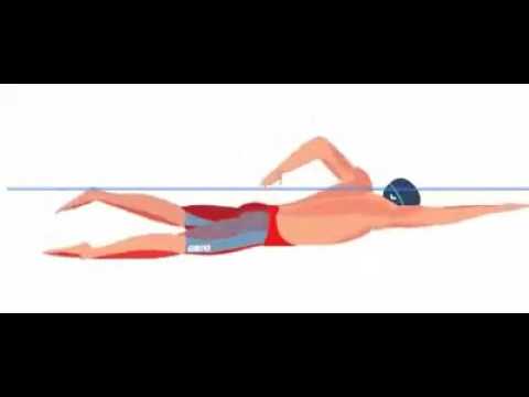 Swimming muscles
