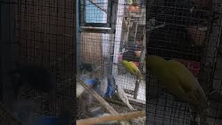 # birds #bodri birds
